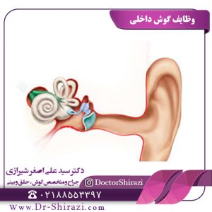گوش دالی و وظایف آن